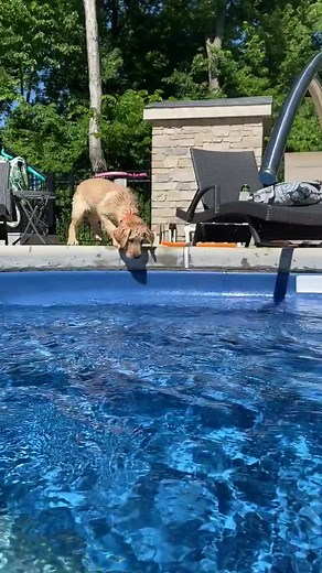 Labrador Puppy's First Swim in the Pool