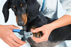 Couper les ongles d'un chien en 5 ÉTAPES   VIDÉO explicative !