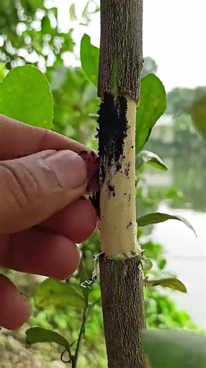 How_to_grow_lemon_tree_at_home_E.... #nuture #garden #lifeisbutadream #gardening #plant #plants