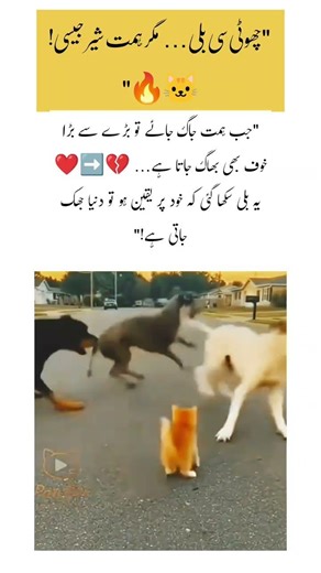 "4 Dogs vs 1 Tiny Cat… What Happened Next Will Shock You! 🐱🔥"