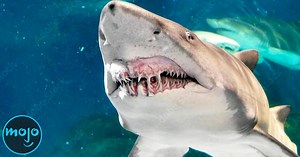 Top 30 Most Dangerous Creatures In The Ocean  | Videos on WatchMojo.com