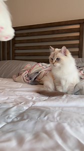 16K views · 806 reactions | Tomorrow is the last day to get the Summer plushie! | Pearl's Ragdolls | Facebook