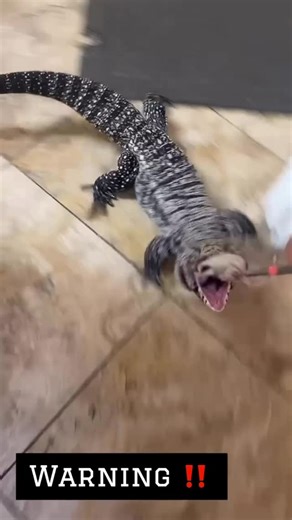 BLUE THE TEGU on Instagram: "When food is involved, BLUE goes CRAZY!! . . . . . #tegu #reptilesofinstagram #coolpet #tegulizard #reptile"