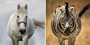 Why do we domesticate some animals but not others? It's all about the four Fs.