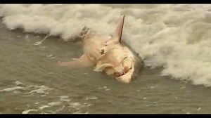 Stranded great white shark causes scene on California beach