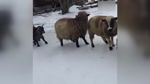 笑Cry 一起来看羊群打滑大型车祸现场