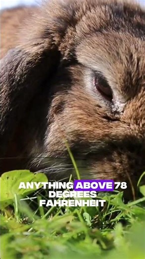 Rabbits and collars: what you need to know! #rabbit #bunny #pets