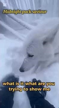 an young Wolf crying for help in snowy weather #wildliferescue #animalrescue#weather#help#viralvideo