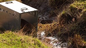 Yesterday, we were delighted to welcome a family of Beavers to our Insh Marshes nature reserve, along with Cairngorms National Park Beaver Trust and Cairngorms Connect. Read the blog to find out more about our new residents: https://community.rspb.org.uk/ourwork/b/scotland/posts/bringing-beavers-back-to-insh-marshes Video shows various clips of the Beavers emerging from large metal crates into the water at Insh Marshes nature reserve. | RSPB Scotland