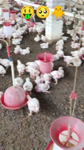 🐔 "Poultry Farm Se Mahine Ka ₹50,000 Kaise Kamaaye!"💸 "Chhota Farm, Badi Kamai 💰" dy 24 #shortvideo