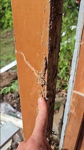 Do you know how to identify termites? Take a closer look. Comment with your questions and tips!