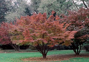 Cornus kousa