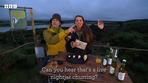 Nightjar interrupts Hannah Stitfall and Chris Packham LIVE!