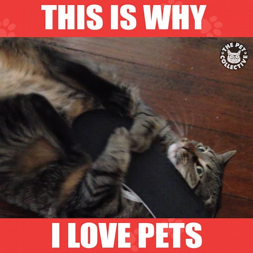 504K views · 4K shares | Evidence that cats are from another planet... | The Pet Collective | Facebook