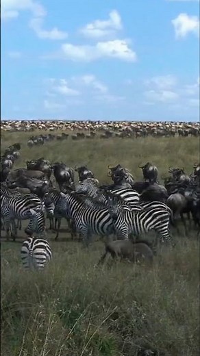 What Happens When Lions Hunt Zebras?