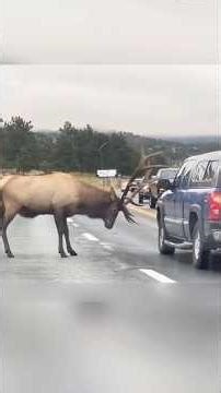 A kind boy saved a deer. | Deer Risked Its Life and Stopped the Car | #deer #rescue #shorts