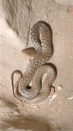 😱 Indian checked killback Rescue from home #nonvenomous #snake #shorts #viralshort #shortsfeed