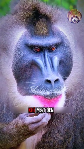 Top Monkey Species with the Strangest Faces on the Planet #animalworld
