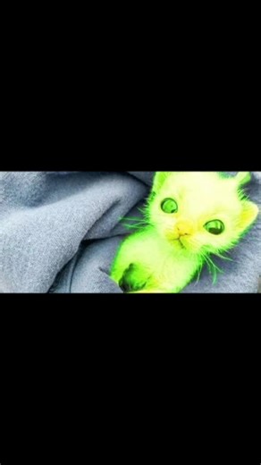 Gleb glorb #alienposting #random #alien ##cat