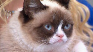 Aubrey Plaza to Voice Grumpy Cat in Lifetime's Holiday Movie