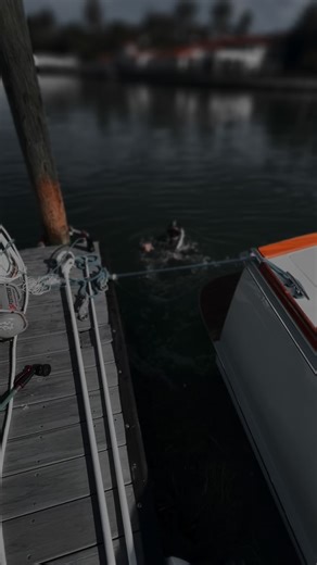 Hull Boat Divers on Instagram: "Search & recovery #boatbottomcleaning #boatmaintenance #boatcaptains"