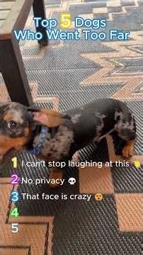 Top 5 Dogs That Went Too Far 🐶🤣 #dogs #funny #crazy
