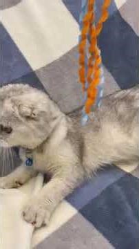 Cat Goes Crazy for Bell Toy - Ultimate Playtime Session!