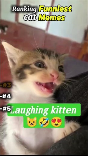 Ranking the Funniest Laughing Cat Memes on the Internet 😂🔥