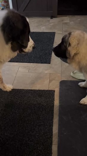 Step brothers😂😂 | Heide Horvath