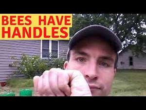 New beekeepers: How to pick up a bee without getting stung