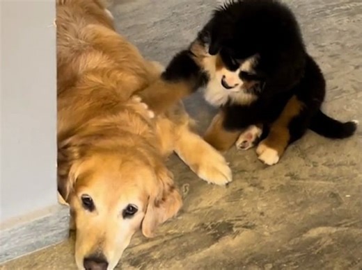 小伯宝宝想和大金毛玩耍，一直用小爪子在一旁拍拍拍，伯恩山耍大脚！