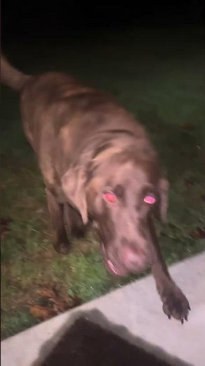 Bodhi! That’s not how we drop #bodhi #mansbestfriend #doggo