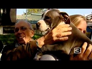 Pit Bulls Taken From Dog-Fighting Ring