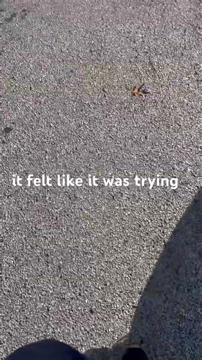 The mailbox whisper #uspshumor #postallife #voice over e