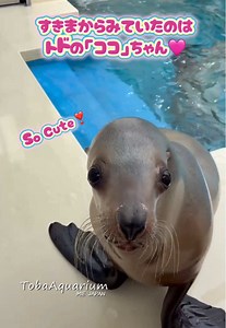 鳥羽水族館：トドがこちらを見ている！