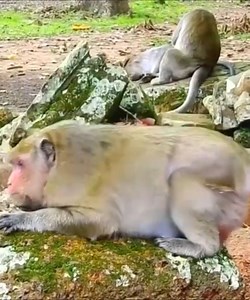 113K views · 1.7K reactions | Look at the mother monkey about to give birth to know how painful animals are before giving birth #Monkeyvideos | Monkey Smile | Facebook