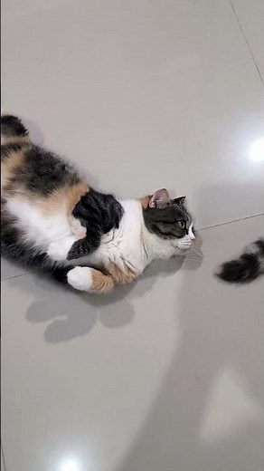 Why Do Cats Sleep on Their Backs The Cutest Reason Ever! 😻💤✨