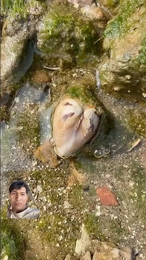 Finding pearls in clamshells #pearl #clam #sea #crystals #treasure