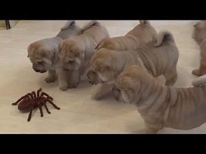 Shar Pei puppies adorably team up to take on robot spider