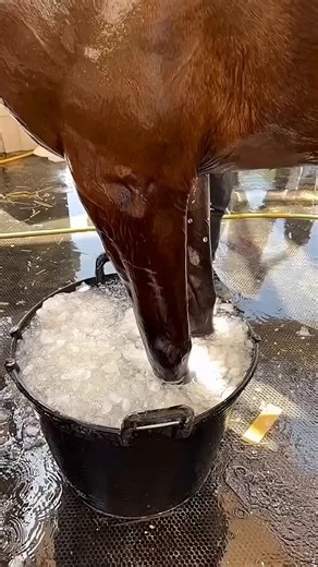 Understanding Why Horses Use Ice Water on Their Legs