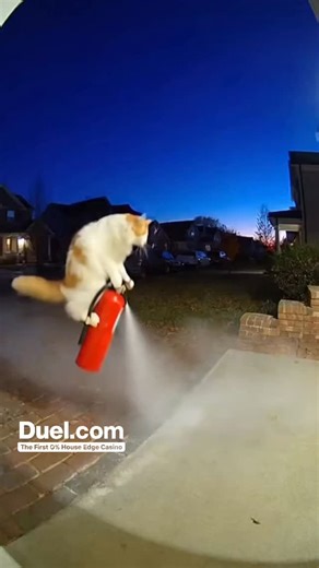 Whiskers flying on fire extinguisher 🤣😳 #memedaily #memevideos #catvideos #catmemes #sora2 #funnyanimals #dankvideos #memevideo | Gone Wild Videos