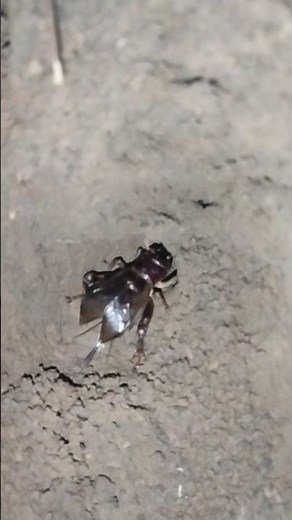 House cricket chirping at night | Insect Sound | Cricket sound | Cricket dance