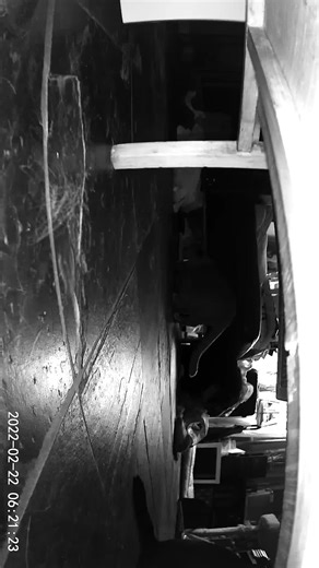 Zebs (@animatorzebs)’s videos with original sound - Zebs