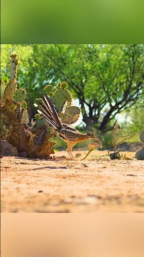 Fastest Bird in the World - Road Runner Facts #brightjourney1 #didyouknow