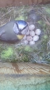 She's so good at checking on her eggs 🪺🐦 #wildlife #birdwatching #nature #birdhouse #birds | Nest Box Live