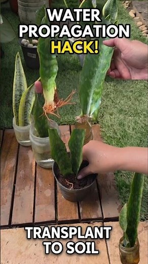 Instant Roots Snake Plant Trick! 🌱