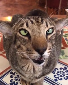 Isn't he adorable 😍😍 | Animal Time