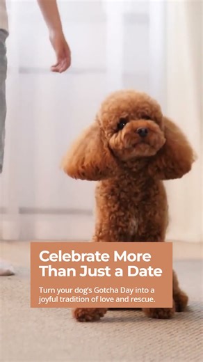 Creative 'Gotcha Day' Celebrations for Dogs