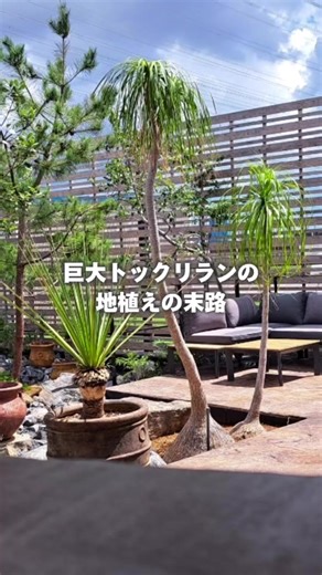 土から離れては生きられないトックリラン