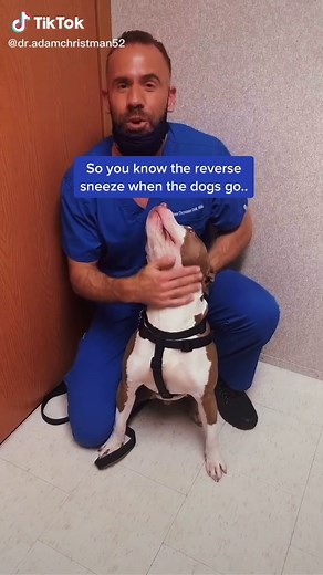 Stop Your Dog's Reverse Sneeze with These Tips!